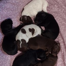 German Shorthaired Pointer Puppies from Marie Appel