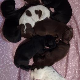 German Shorthaired Pointer Puppies from Marie Appel