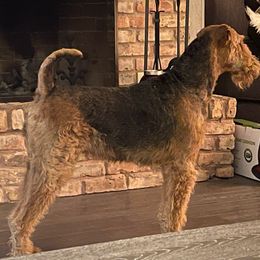 Nirvana - Airedale Terrier