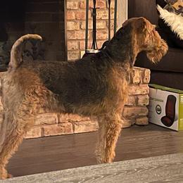 Nirvana - Airedale Terrier
