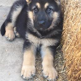 German Shepherd Puppies from Von Ward Kennels