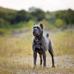 Poppy - Cane Corso