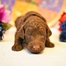Ivy - Chocolate female Australian Labradoodle puppy in Sturbridge, Massachusetts from Pawlite Best Friends