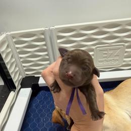 Fig - Chocolate female Labrador Retriever puppy in Elloree, South Carolina from Moonlight Kennels LLC