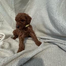 Yellow - Red  female Poodle puppy in Sacramento, California from Golden doodles  Lovers