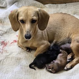 Kirk - Black and tan male Dachshund puppy in Dade City, Florida from Kingpindoxies