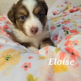 Eloise - Red tri female Toy Australian Shepherd puppy in Bethany, Oklahoma from Donna's Toy & Mini Aussies