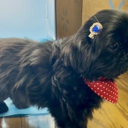Emerald- green collar - Black and white female Shih Tzu puppy in Clarksburg, West Virginia from Pilgrim Shih tzu