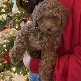 Maltipoo Puppies from Ollie-Pop Paws Breeding