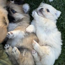Pekingese Puppies from Northridge Pekingese