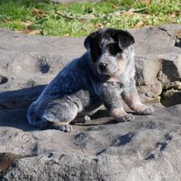 Archer - Blue male Australian Cattle Dog puppy in Buffalo Valley, Tennessee from Buffalo Valley Breeders
