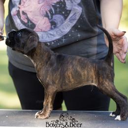 Lime - Brindle male Boxer puppy in Catlett, Virginia from Honey and Coal Kennels