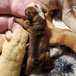 Boy 1 - Red male Bulldog puppy in Hillsdale County, Michigan from KZ Bullies LLC