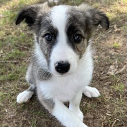Swift- Female brindle - Brindle Border Collie puppy in Decatur, Alabama from Phantom Border Collies