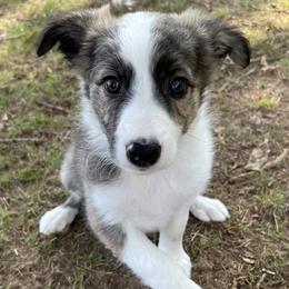 Swift- Female brindle - Brindle Border Collie puppy in Decatur, Alabama from Phantom Border Collies