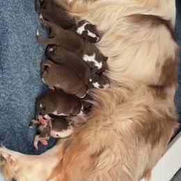 Puppy 1 - Red tri-color male Australian Shepherd puppy in Rochester, New Hampshire from ChaHar's Australian Shepherds