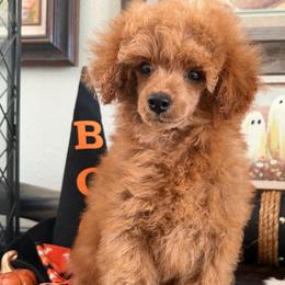 Lucas - Red  male Poodle puppy in Kidder, South Dakota from Continental Cavaliers