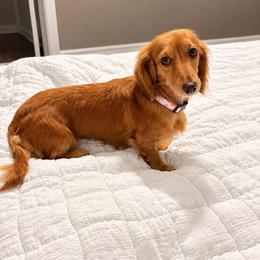 Savannah - Dachshund