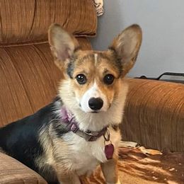 Noodles - Pembroke Welsh Corgi