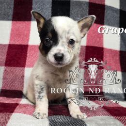 Grape - Blue male Australian Cattle Dog puppy in Silsbee, Texas from Rockin ND Ranch