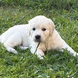 Gray collar - Light golden male Golden Retriever puppy in Barbourville, Kentucky from Home Sweet Home English Goldens