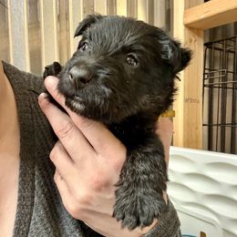 Yellow - Black brindle male Scottish Terrier puppy in Lubbock, Texas from RocketST