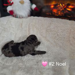 Noel - Parti female Poodle puppy in Osage Beach, Missouri from Pups Are Us