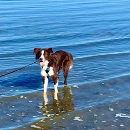 Border Collie Puppies from Lil Maine Border Collies