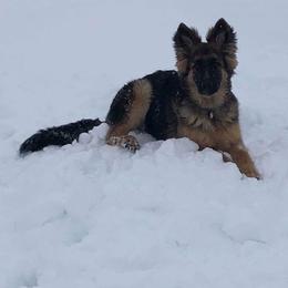 German Shepherd Puppies from Lost Creek German Shepherds LLC