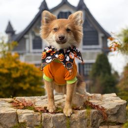 Pomeranian puppies from Destination Dalmatian