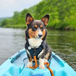 American Corgis and Pembroke Welsh Corgis from America's Red White and Bluie Corgis
