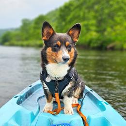 American Corgis and Pembroke Welsh Corgis from America's Red White and Bluie Corgis