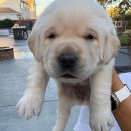 Yellow - Yellow female Labrador Retriever puppy in Orangevale, California from NorCal Silver & Coal Labradors