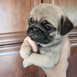 Fawn girl puppy 4 - Fawn female Pug puppy in Tacoma, Washington from Precious Princess Pugs