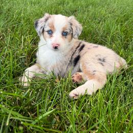 Jayda - Blue merle female Miniature Australian Shepherd puppy in Marion, Michigan from Highland Hills Mini Aussies