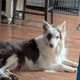 Border Collie puppies from Duncan's Border Collies and Corgis