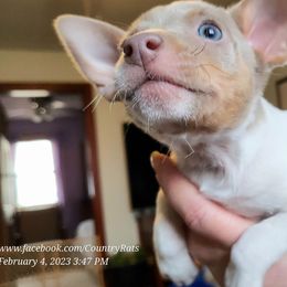 Rat Terrier Puppies from Country Rat Terriers