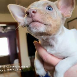 Rat Terrier Puppies from Country Rat Terriers