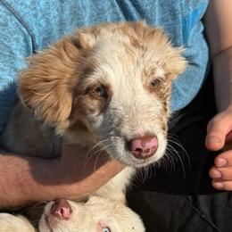 Ruby - Red merle female Australian Shepherd puppy in Four Oaks, North Carolina from RoseWest Farms