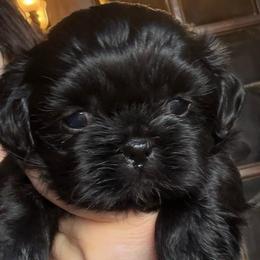 Elise - Black female Shih Tzu puppy in Frisco, Texas from My Royal Shih Tzu⚜️