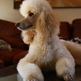 Poodle All Grown Up from Tiara Standard Poodles