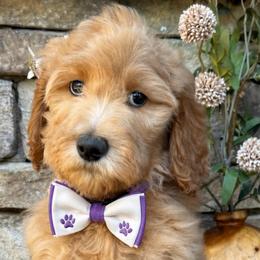 Pandora - Apricot female Goldendoodle puppy in Yuciapa, California from AlltheDoodlez_