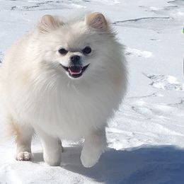 Doni - Pomeranian