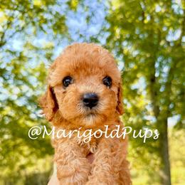 Penelope - Red female Cavapoo puppy in Liberty, Missouri from Marigold Pups