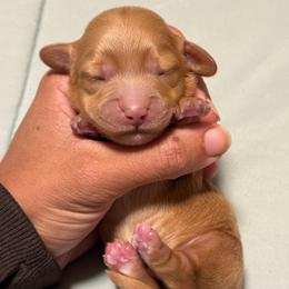 Ee red boy 1 - Red male Dachshund puppy in Honolulu, Hawaii from A&A Mini Dachshunds