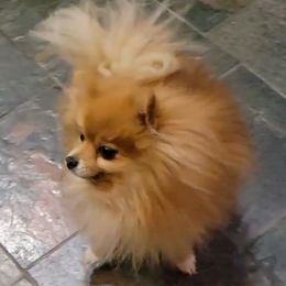 Memin - Pomeranian