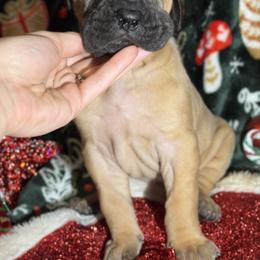 Daphne - Fawn female Great Dane puppy in Scottsburg, Virginia from Virginia Great Danes