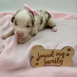 Ria - Red merle Australian Shepherd puppy in Vista, California from Cummings Family Aussies