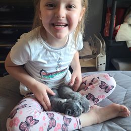 French Bulldog Puppies from Stephanie Dunagan