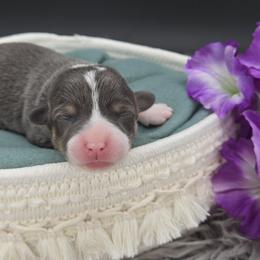 German Shepherd and Pembroke Welsh Corgi Puppies from J&R Shepherds & Corgis